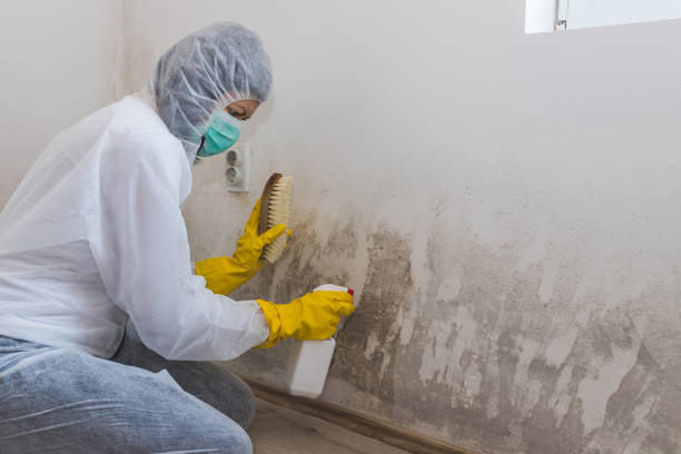 Best Commercial Mold Inspection  in Castalia, OH