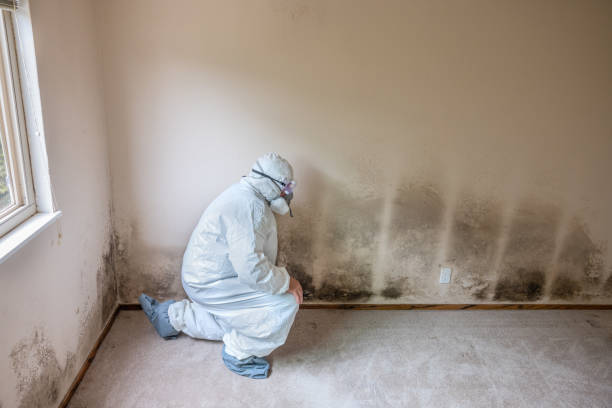 Best Mold Damage Restoration  in Castalia, OH